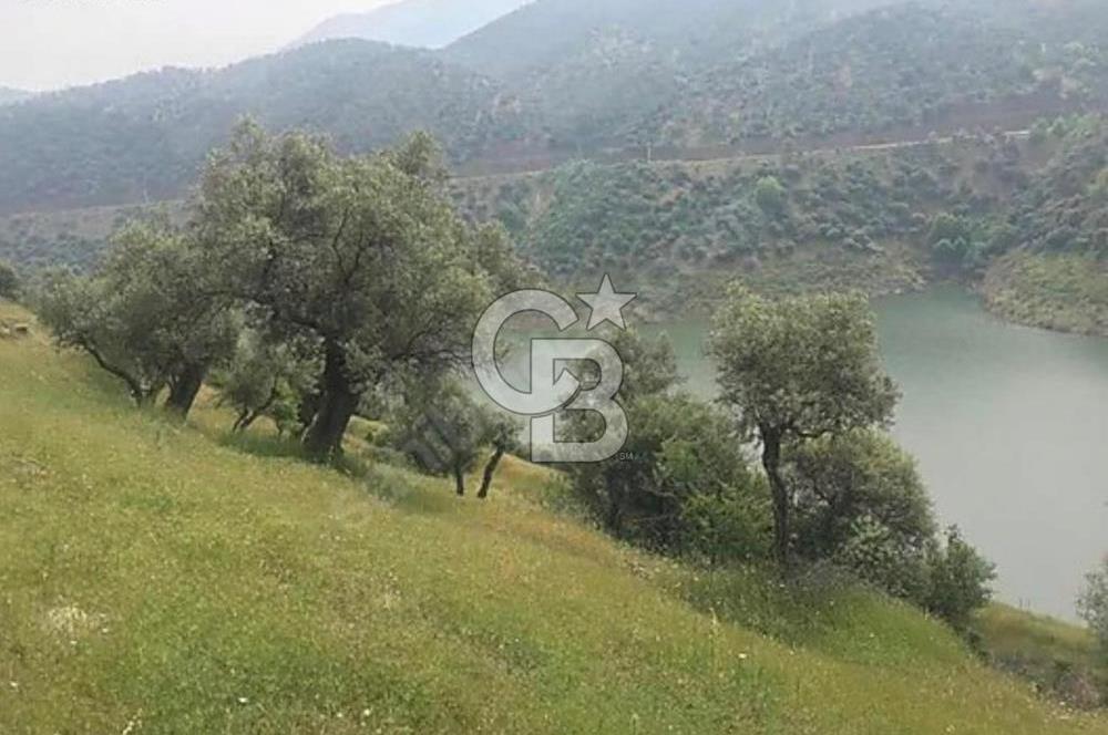 Bayındır / Zeytinova'da Satılık Çift Yola Cepheli Zeytinlik !!!
