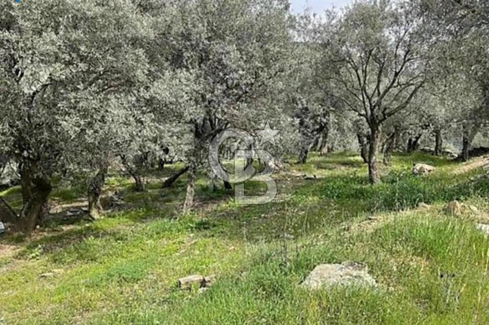 Bayındır / Zeytinova'da Satılık Çift Yola Cepheli Zeytinlik !!!