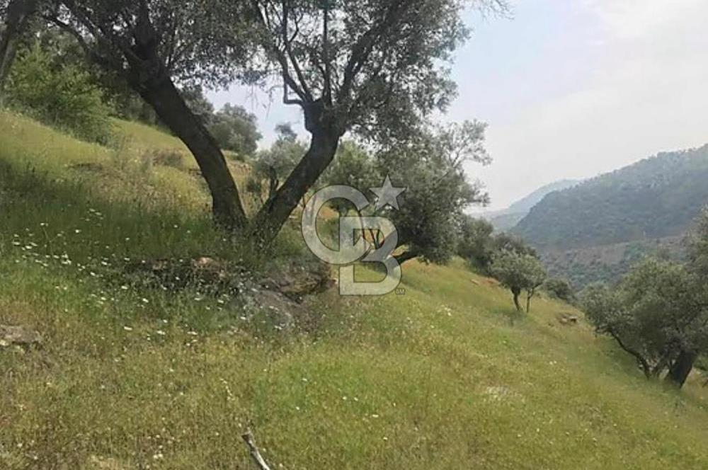 Bayındır / Zeytinova'da Satılık Çift Yola Cepheli Zeytinlik !!!