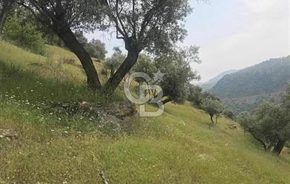 Bayındır / Zeytinova'da Satılık Çift Yola Cepheli Zeytinlik !!!
