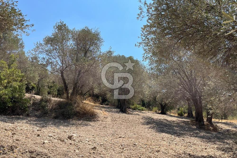 Mordoğan'da Denize 500 m Mesafede Zeytin Ağaçlı Tarla