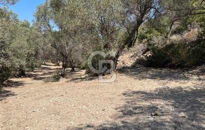 Mordoğan'da Denize 500 m Mesafede Zeytin Ağaçlı Tarla