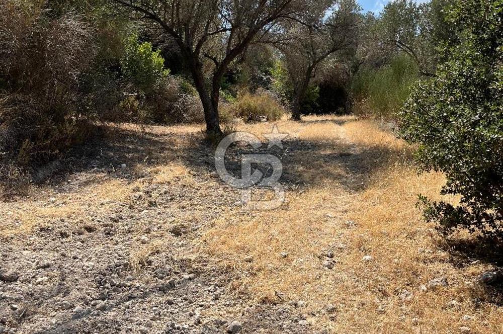 Mordoğan'da Denize 500 m Mesafede Zeytin Ağaçlı Tarla