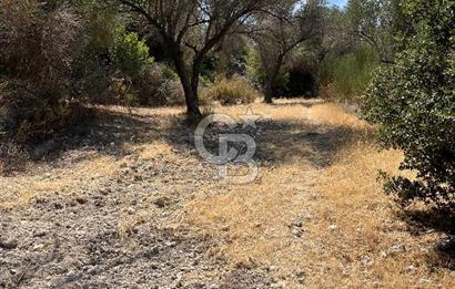 Mordoğan'da Denize 500 m Mesafede Zeytin Ağaçlı Tarla