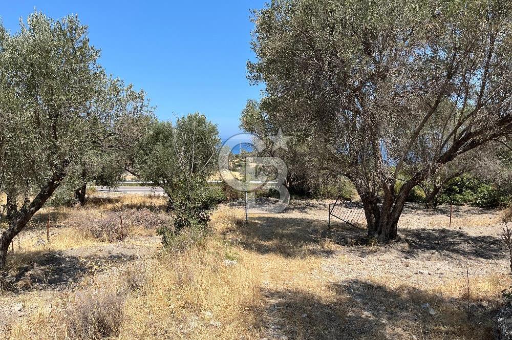 Mordoğan'da Denize 500 m Mesafede Zeytin Ağaçlı Tarla