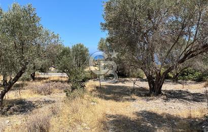 Mordoğan'da Denize 500 m Mesafede Zeytin Ağaçlı Tarla