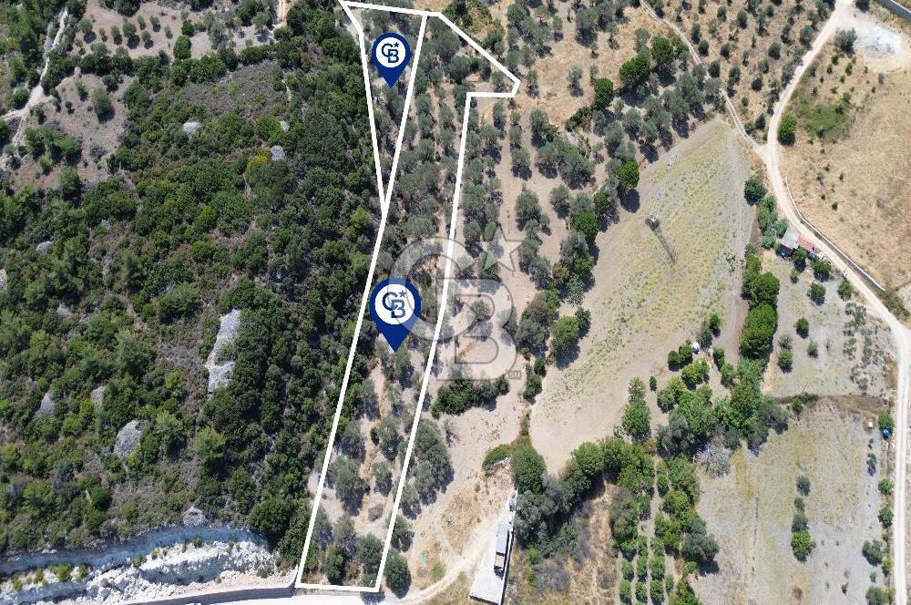 Mordoğan'da Denize 500 m Mesafede Zeytin Ağaçlı Tarla