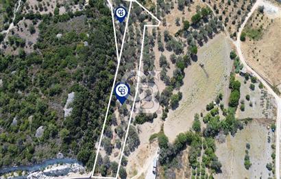Mordoğan'da Denize 500 m Mesafede Zeytin Ağaçlı Tarla