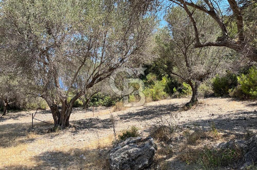 Mordoğan'da Denize 500 m Mesafede Zeytin Ağaçlı Tarla