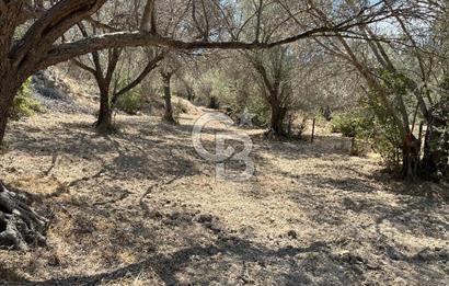 Mordoğan'da Denize 500 m Mesafede Zeytin Ağaçlı Tarla