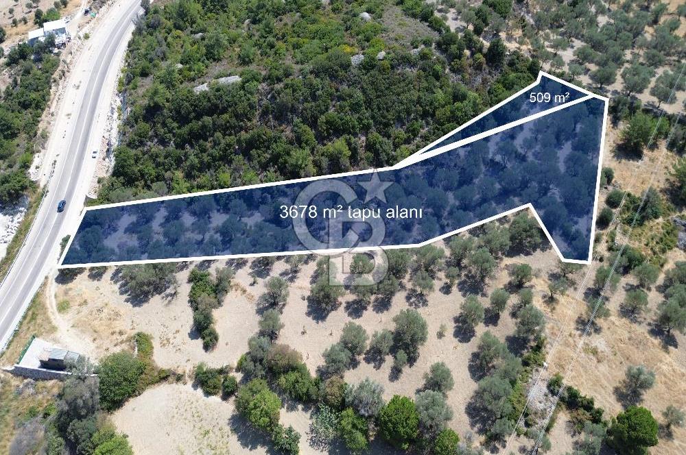 Mordoğan'da Denize 500 m Mesafede Zeytin Ağaçlı Tarla