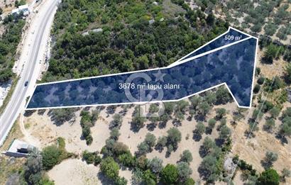 Mordoğan'da Denize 500 m Mesafede Zeytin Ağaçlı Tarla