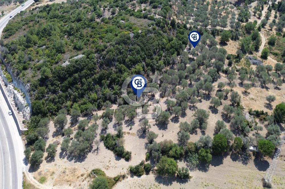 Mordoğan'da Denize 500 m Mesafede Zeytin Ağaçlı Tarla