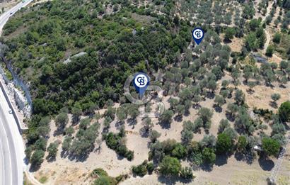 Mordoğan'da Denize 500 m Mesafede Zeytin Ağaçlı Tarla