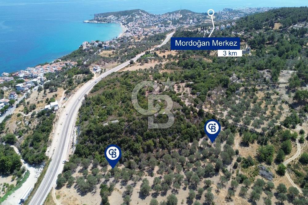 Mordoğan'da Denize 500 m Mesafede Zeytin Ağaçlı Tarla