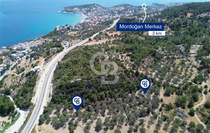 Mordoğan'da Denize 500 m Mesafede Zeytin Ağaçlı Tarla