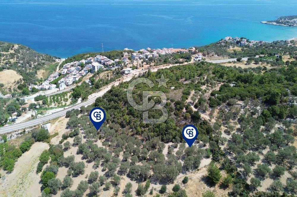Mordoğan'da Denize 500 m Mesafede Zeytin Ağaçlı Tarla