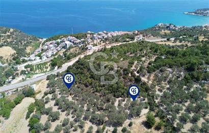Mordoğan'da Denize 500 m Mesafede Zeytin Ağaçlı Tarla