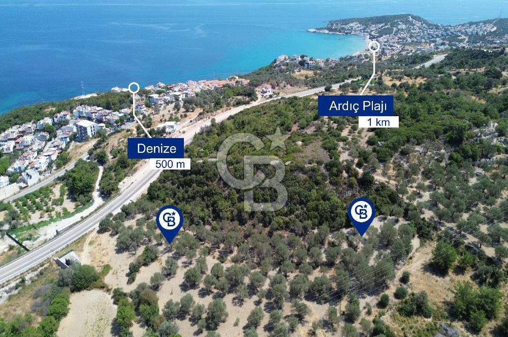 Mordoğan'da Denize 500 m Mesafede Zeytin Ağaçlı Tarla