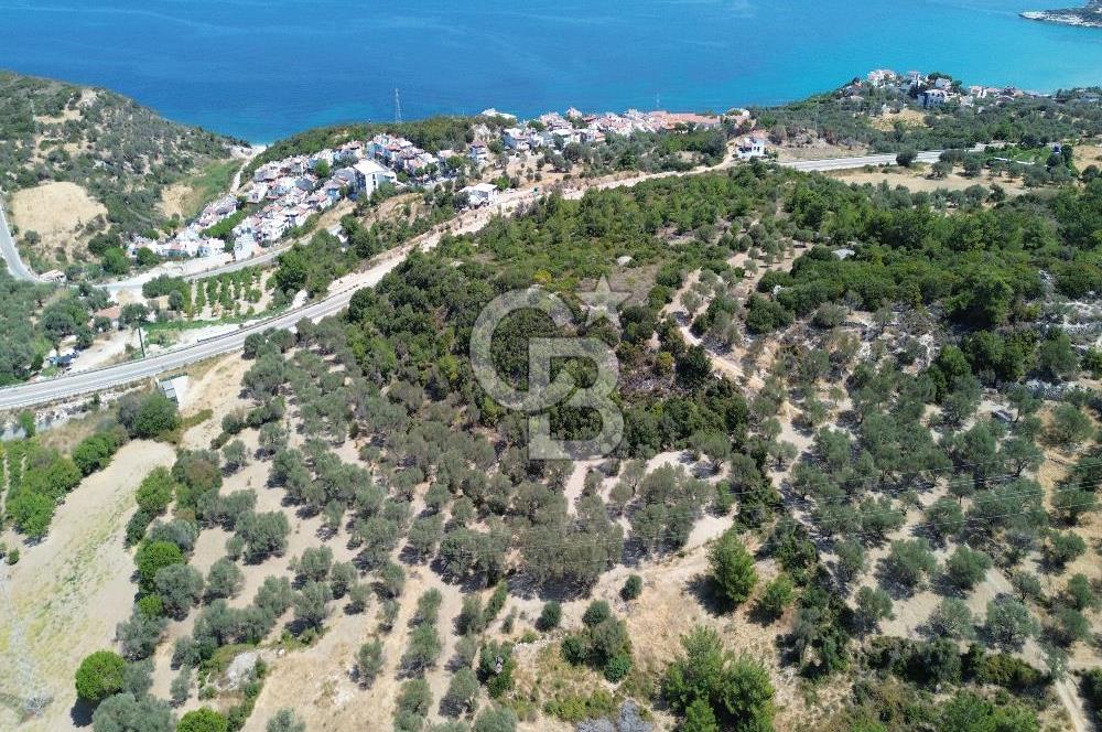 Mordoğan'da Denize 500 m Mesafede Zeytin Ağaçlı Tarla