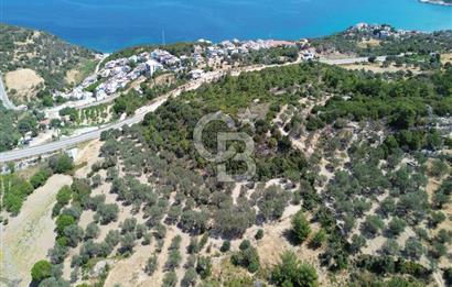 Mordoğan'da Denize 500 m Mesafede Zeytin Ağaçlı Tarla