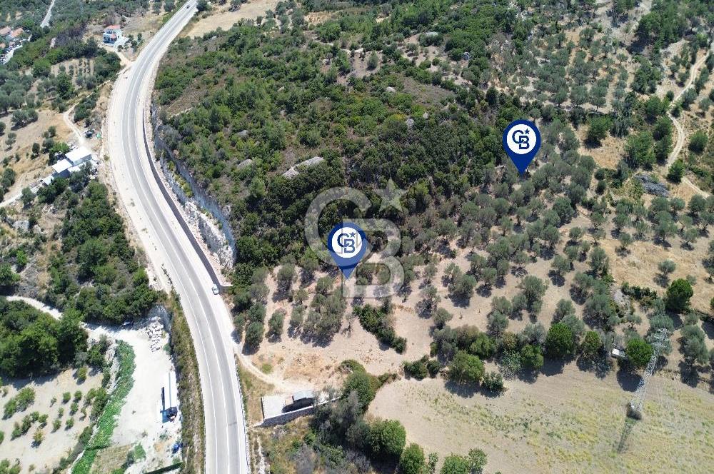 Mordoğan'da Denize 500 m Mesafede Zeytin Ağaçlı Tarla