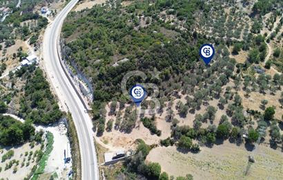 Mordoğan'da Denize 500 m Mesafede Zeytin Ağaçlı Tarla