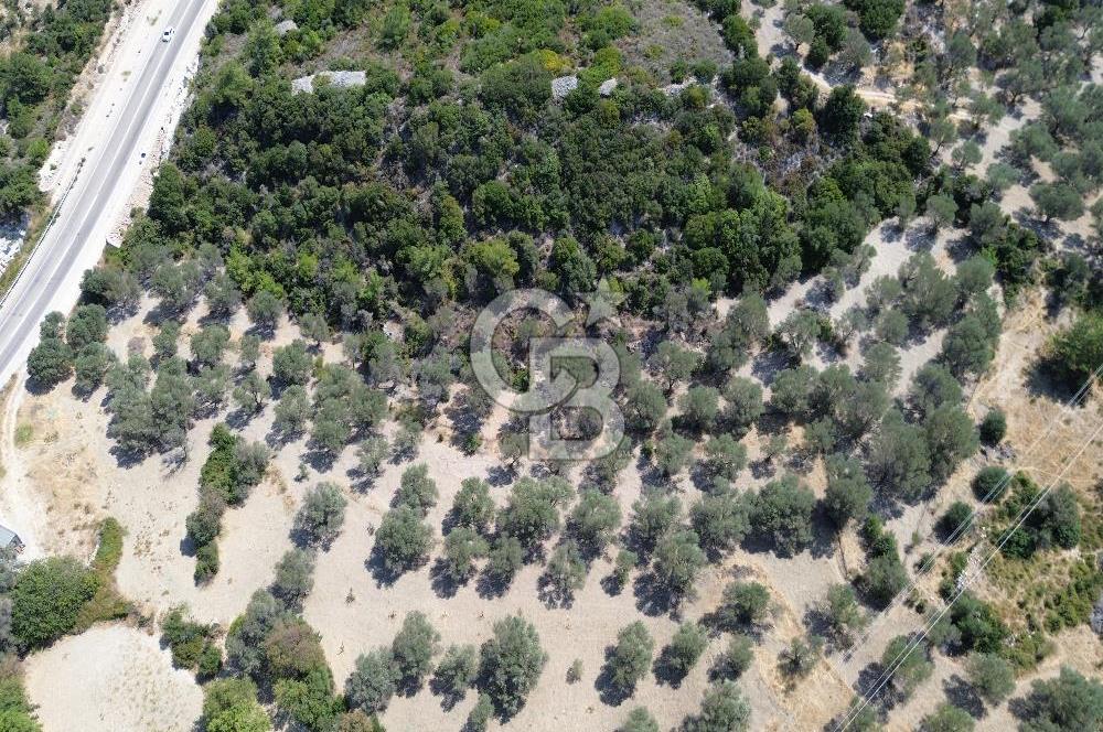 Mordoğan'da Denize 500 m Mesafede Zeytin Ağaçlı Tarla