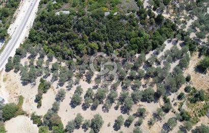 Mordoğan'da Denize 500 m Mesafede Zeytin Ağaçlı Tarla