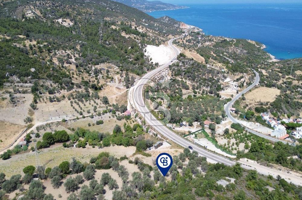 Mordoğan'da Denize 500 m Mesafede Zeytin Ağaçlı Tarla