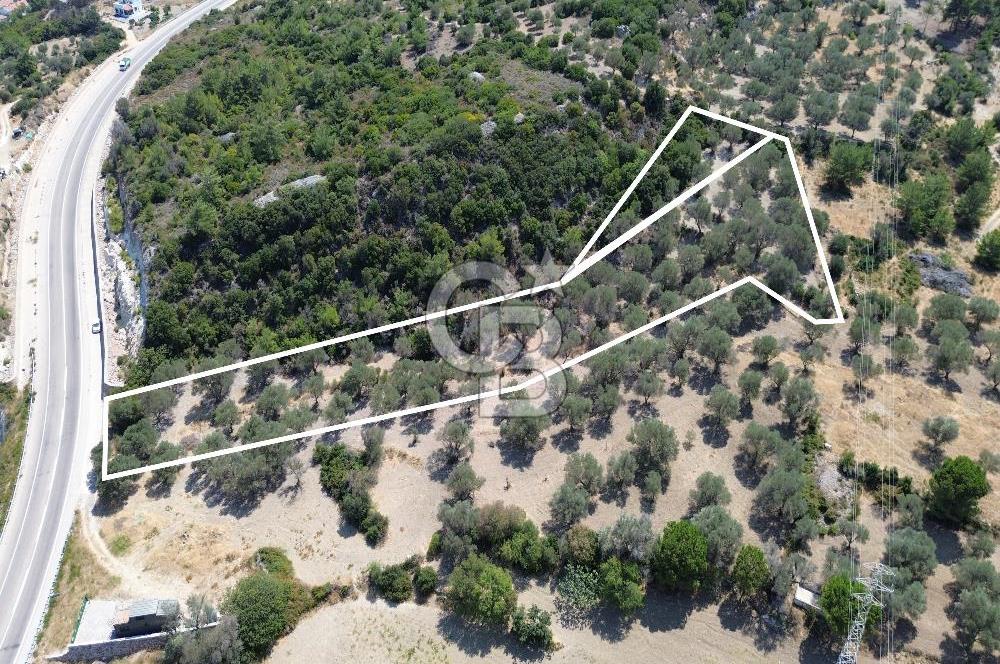 Mordoğan'da Denize 500 m Mesafede Zeytin Ağaçlı Tarla