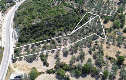 Mordoğan'da Denize 500 m Mesafede Zeytin Ağaçlı Tarla