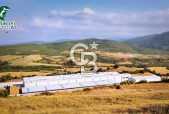 AB Standartlarında Yüksek Verimli KOYUN ÇİFTLİĞİ