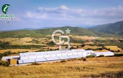 AB Standartlarında Yüksek Verimli KOYUN ÇİFTLİĞİ