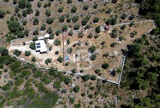 bodrum mazı mahallesinde 4.479 m2 zeytinlik