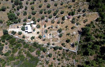 bodrum mazı mahallesinde 4.479 m2 zeytinlik