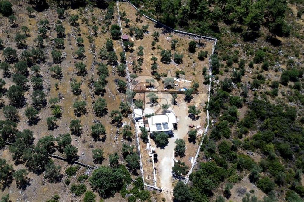 bodrum mazı mahallesinde 4.479 m2 zeytinlik