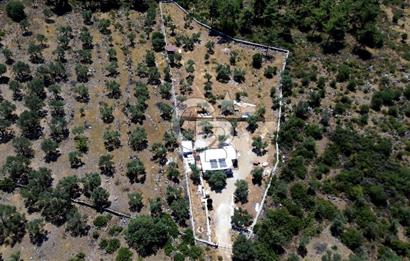 bodrum mazı mahallesinde 4.479 m2 zeytinlik