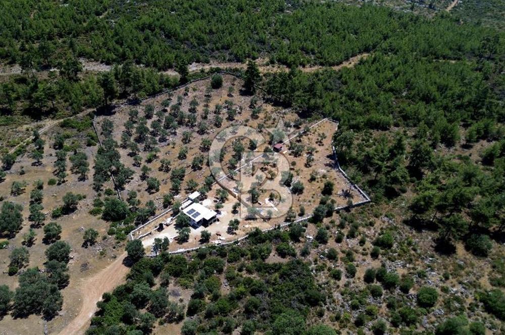 bodrum mazı mahallesinde 4.479 m2 zeytinlik