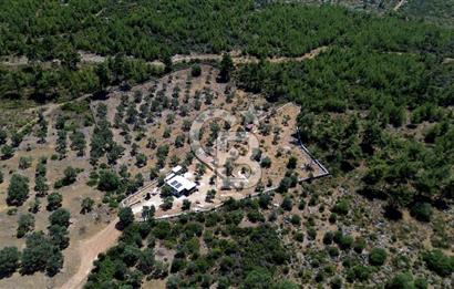 bodrum mazı mahallesinde 4.479 m2 zeytinlik