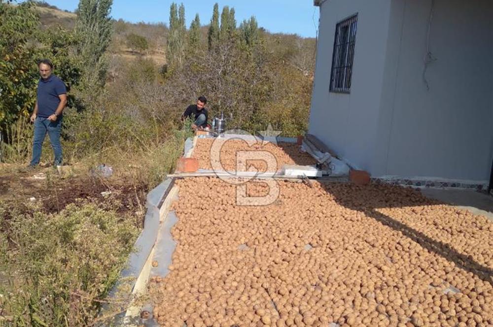 Tire Dağdere Köyünde Satılık Ceviz Bahçesi