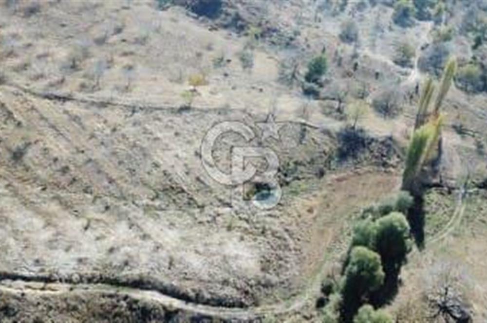 Tire Dağdere Köyünde Satılık Ceviz Bahçesi
