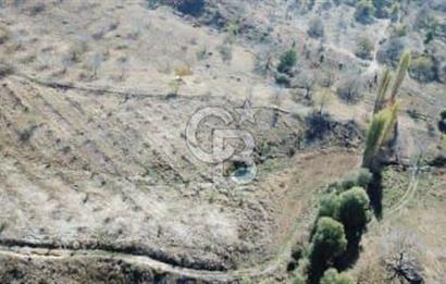 Tire Dağdere Köyünde Satılık Ceviz Bahçesi