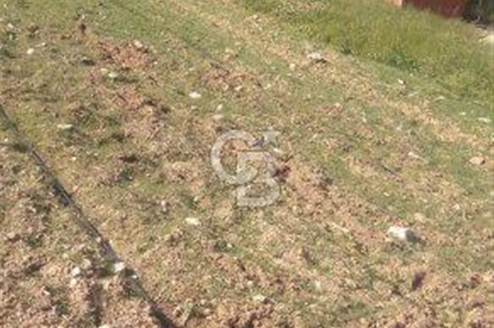 Tire Dağdere Köyünde Satılık Ceviz Bahçesi