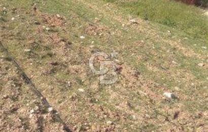 Tire Dağdere Köyünde Satılık Ceviz Bahçesi