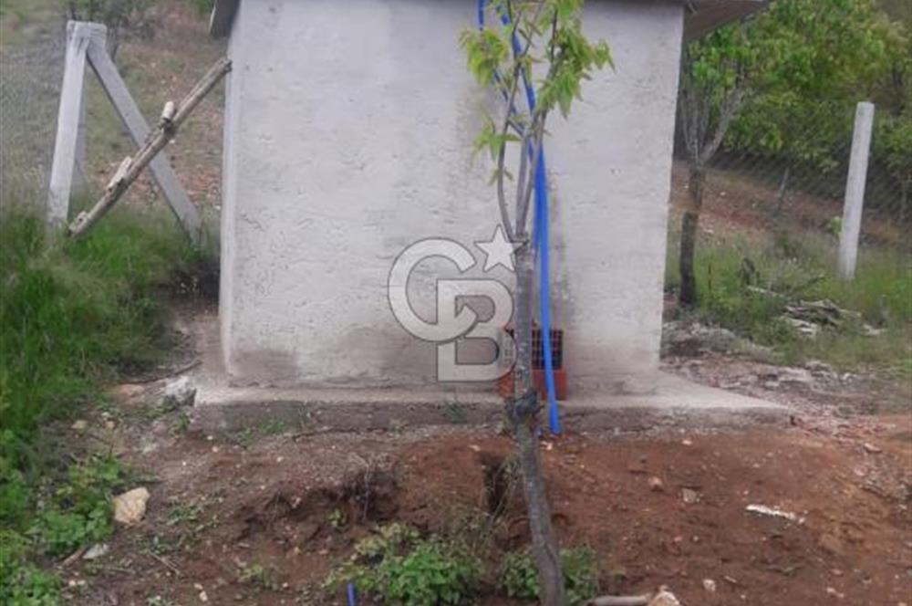 Tire Dağdere Köyünde Satılık Ceviz Bahçesi