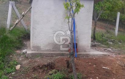 Tire Dağdere Köyünde Satılık Ceviz Bahçesi