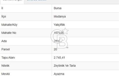 MUDANYA / YALIÇİFTLİK 'TE MÜSTAKİL ZEYTİNLİK
