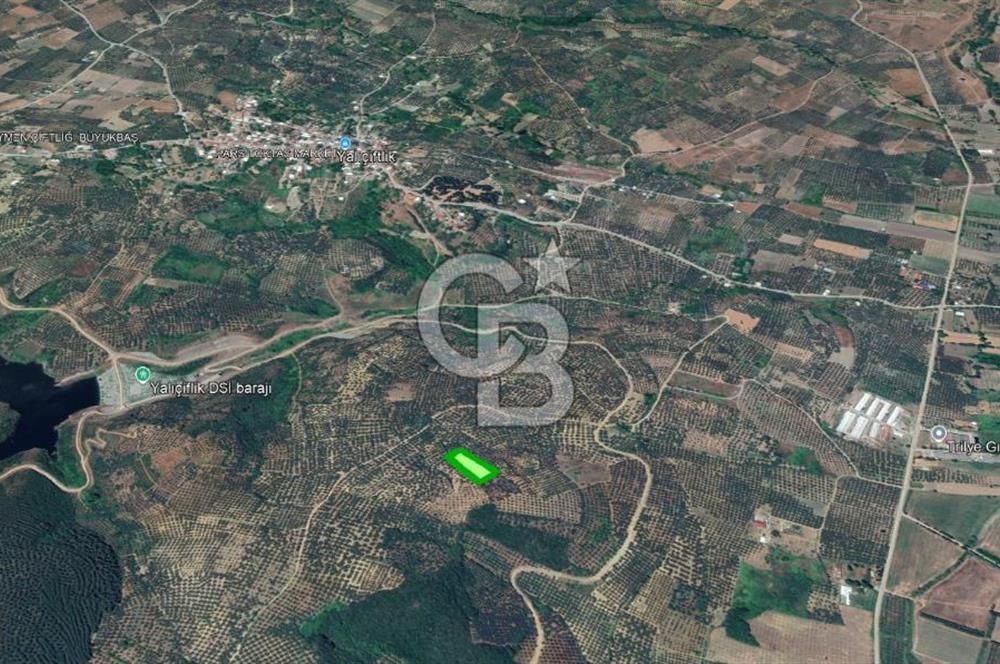 MUDANYA / YALIÇİFTLİK 'TE MÜSTAKİL ZEYTİNLİK