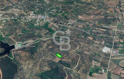 MUDANYA / YALIÇİFTLİK 'TE MÜSTAKİL ZEYTİNLİK